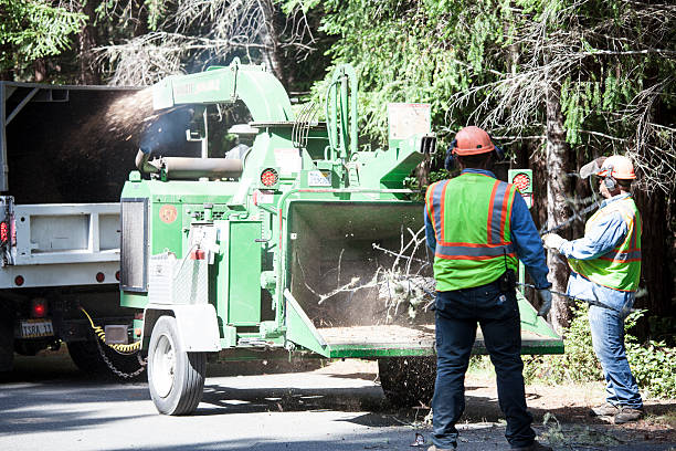 Best Tree Preservation Services  in USA